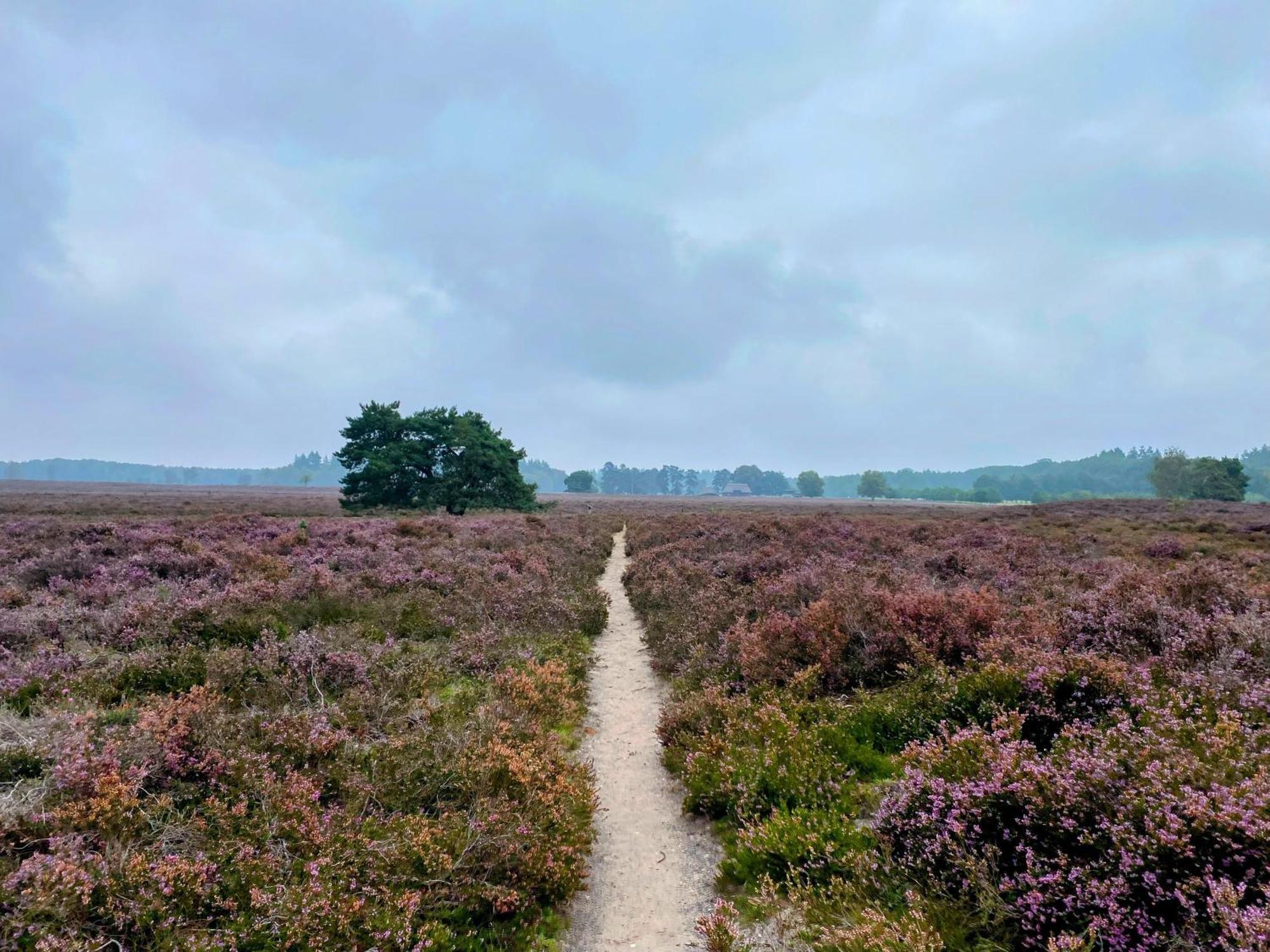 Huisje Aan De Bosrand - Veluwe เอเปอ ภายนอก รูปภาพ